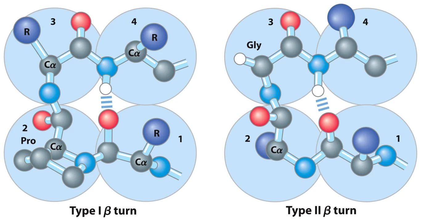 Beta conformation