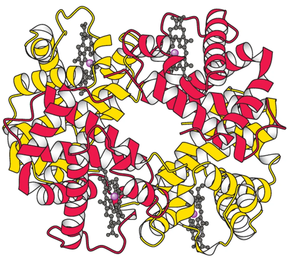 Hemoglobin
