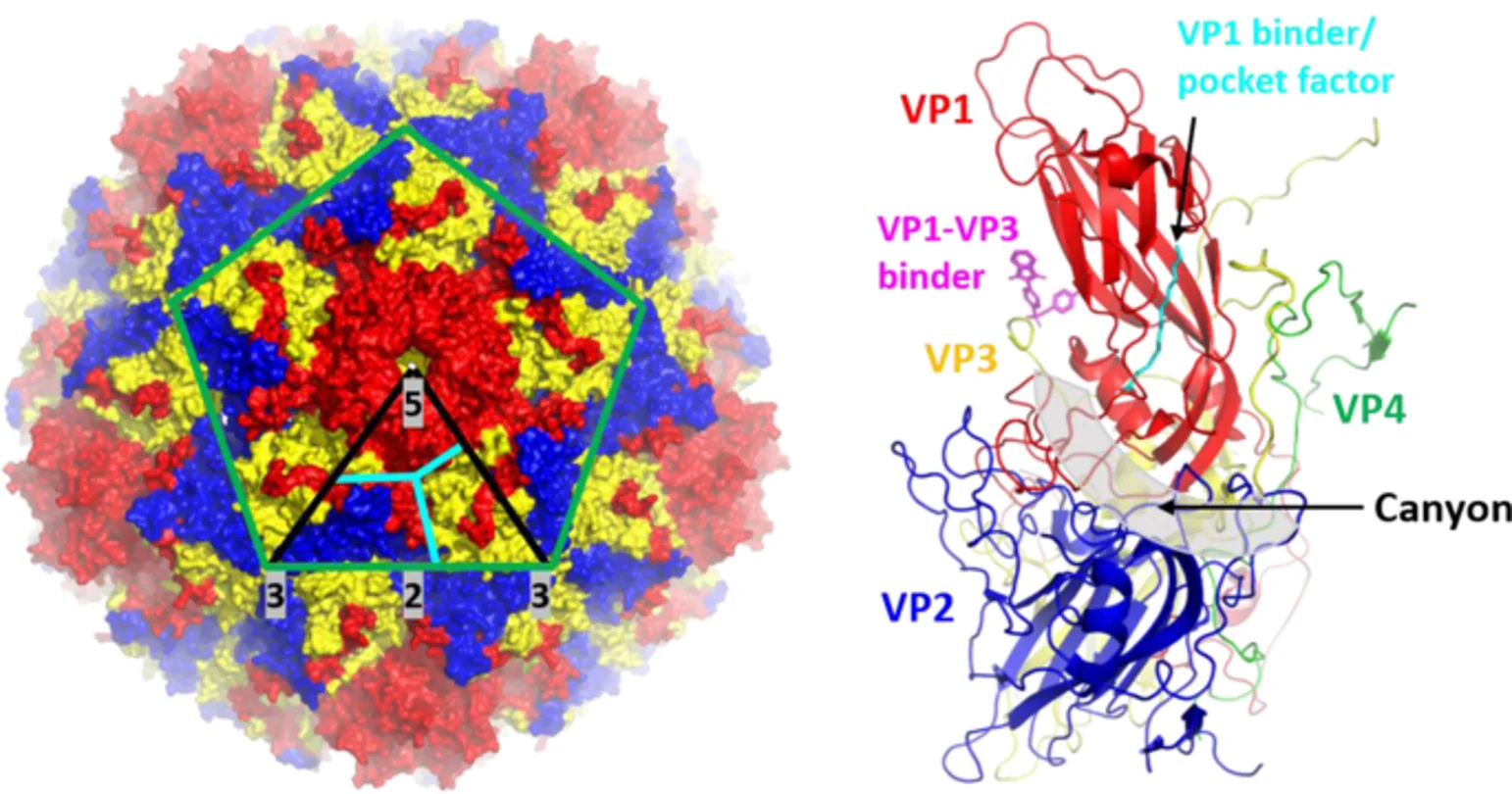 Viruses