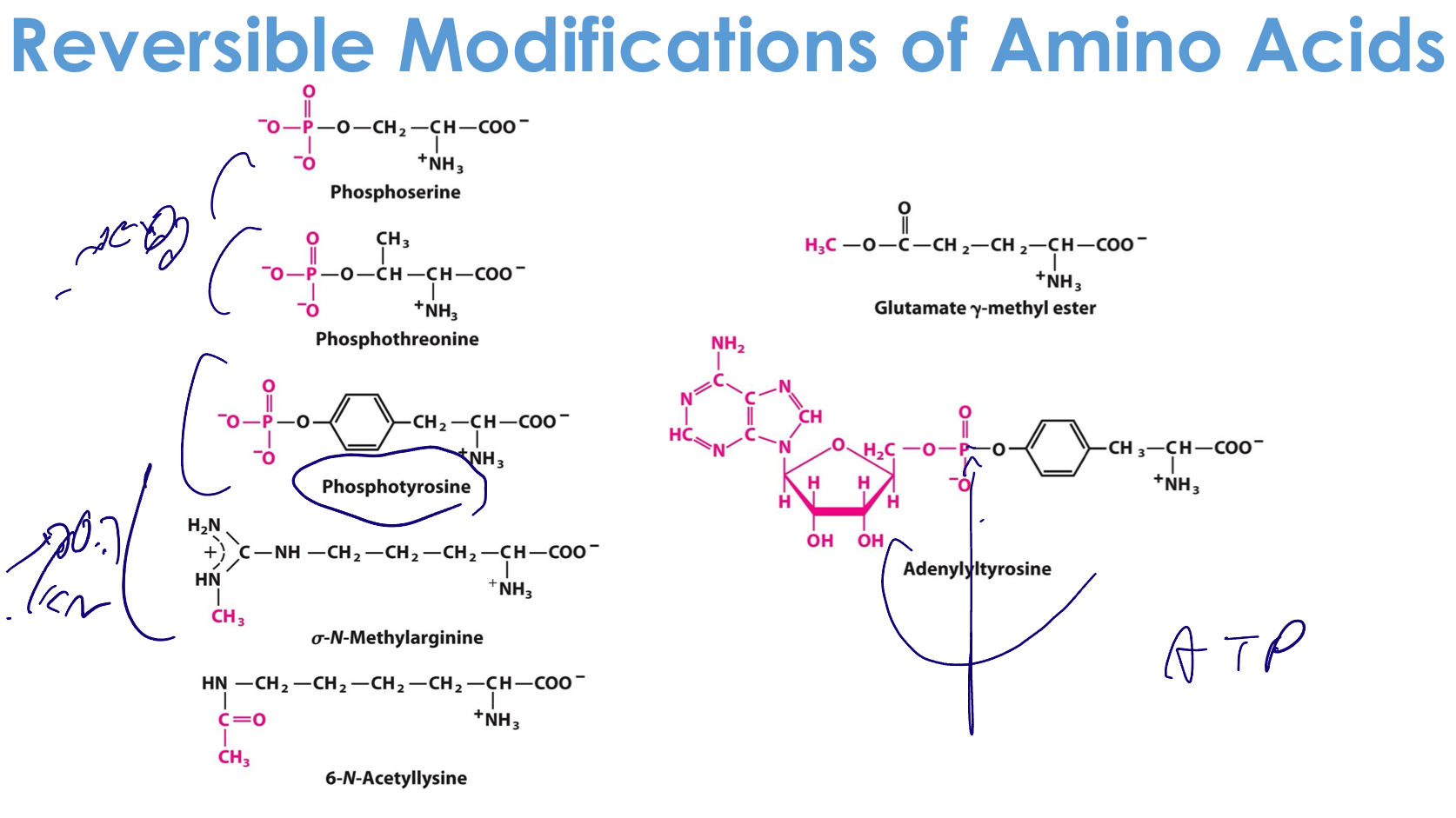 Reversible modifications of Amino Acids