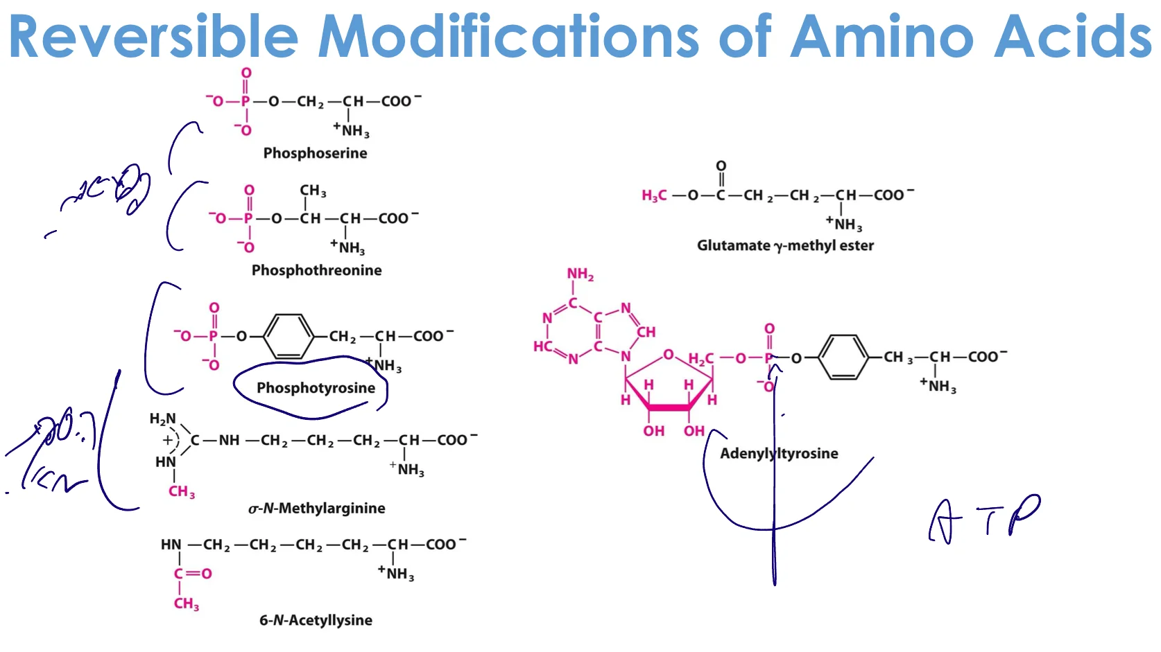 Reversible modifications of Amino Acids