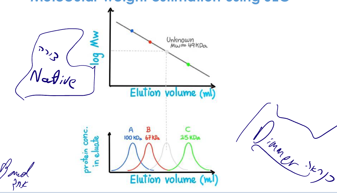 Molecular weight estimation using SEC