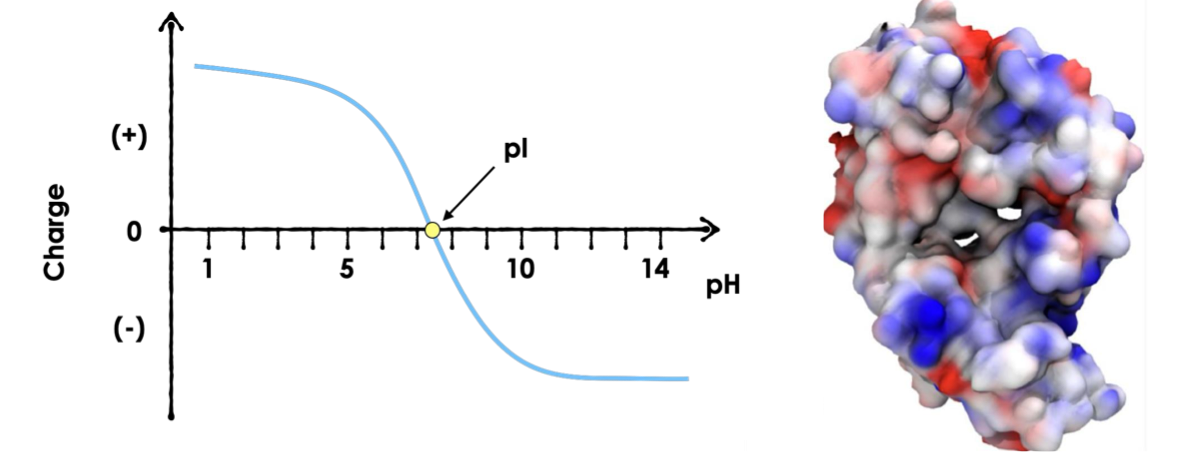Charge based purification - ION exchange (IEX)