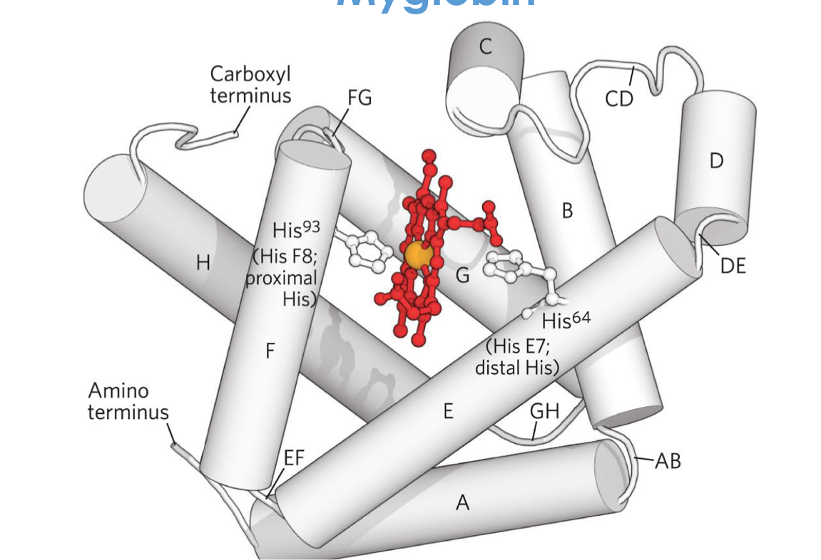 Myglobin