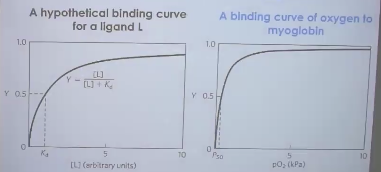 Oxygen binding curve to Myglobin