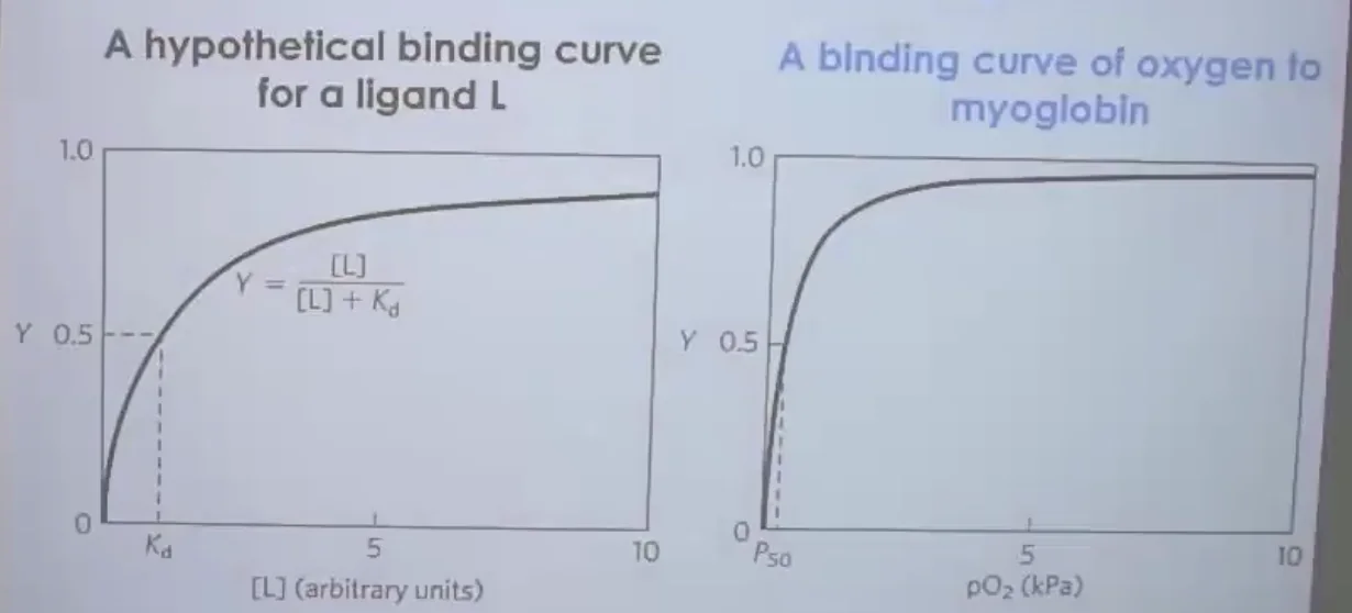 Oxygen binding curve to Myglobin