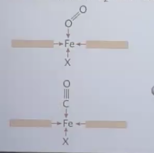 Why do we need globins