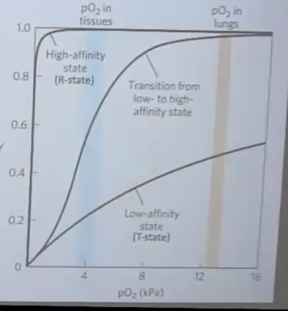 Hemoglobin binds oxygen cooperatively