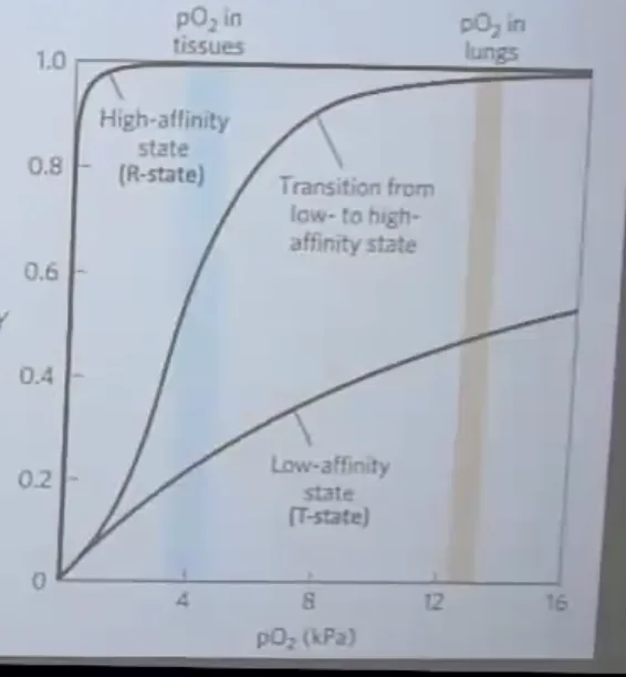 Hemoglobin binds oxygen cooperatively