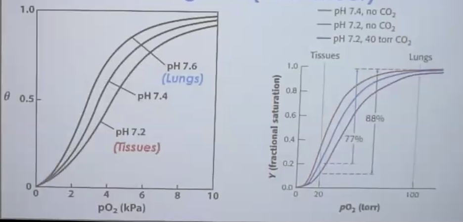 Effect of $\text{pH}$ and CO2 on oxygen binding to hemoglobin