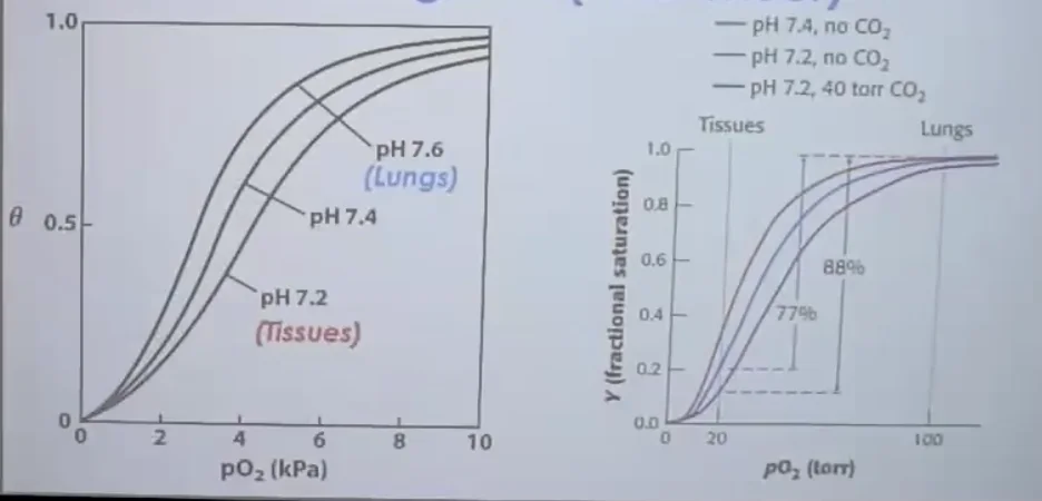 Effect of $\text{pH}$ and CO2 on oxygen binding to hemoglobin