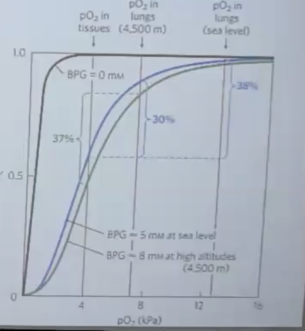 Regulation of oxygen binding by BPG