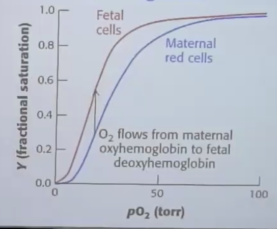 Fetal and Maternal cells