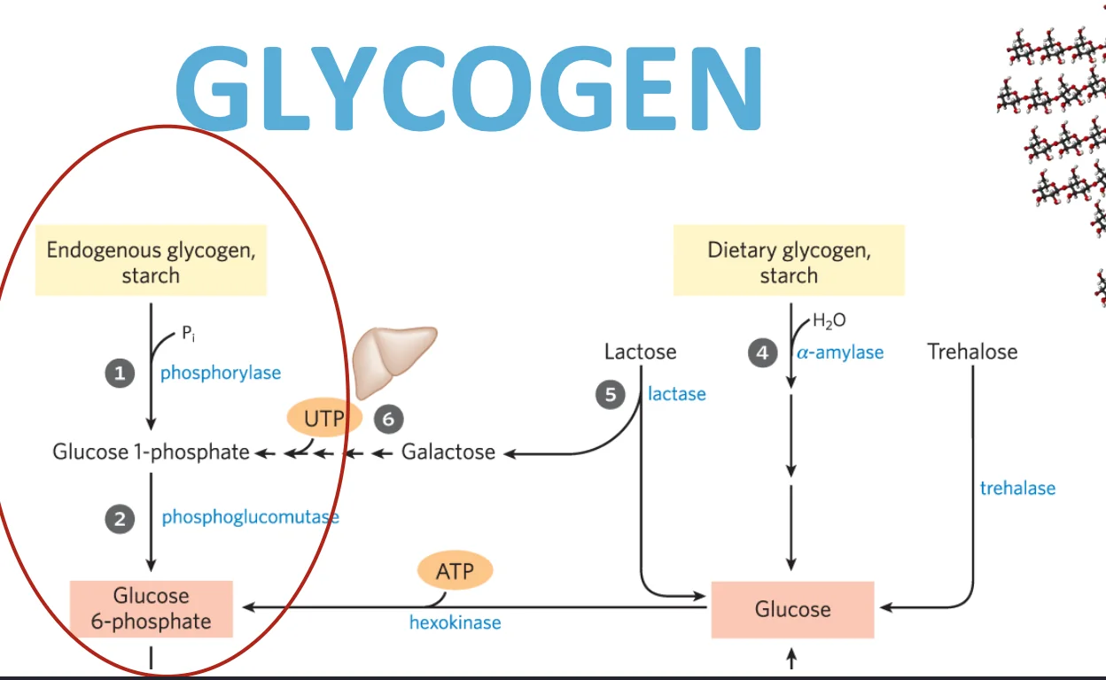 glycogen fig1