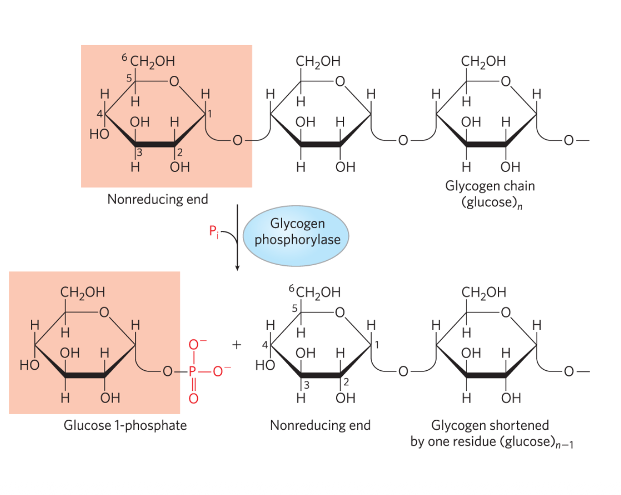 Glycogen phsphorylase