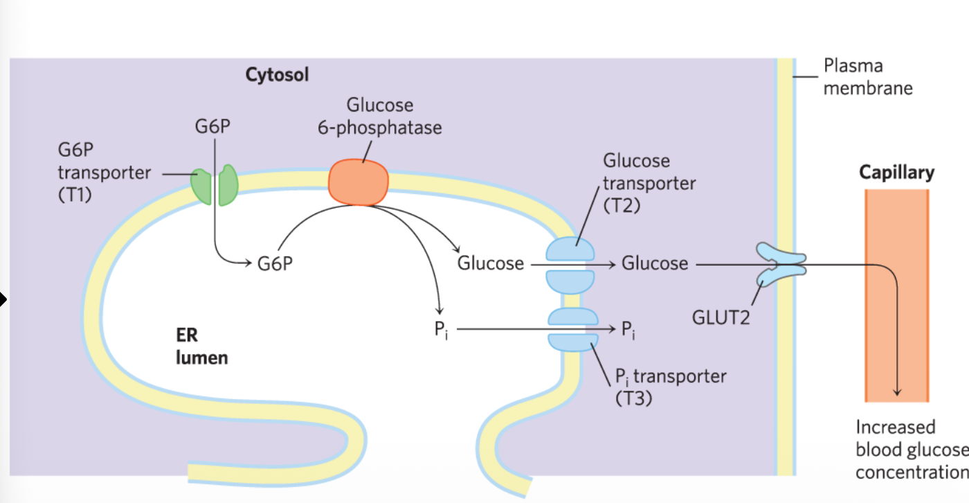 Glycogenolysis in ER - Homeostasis