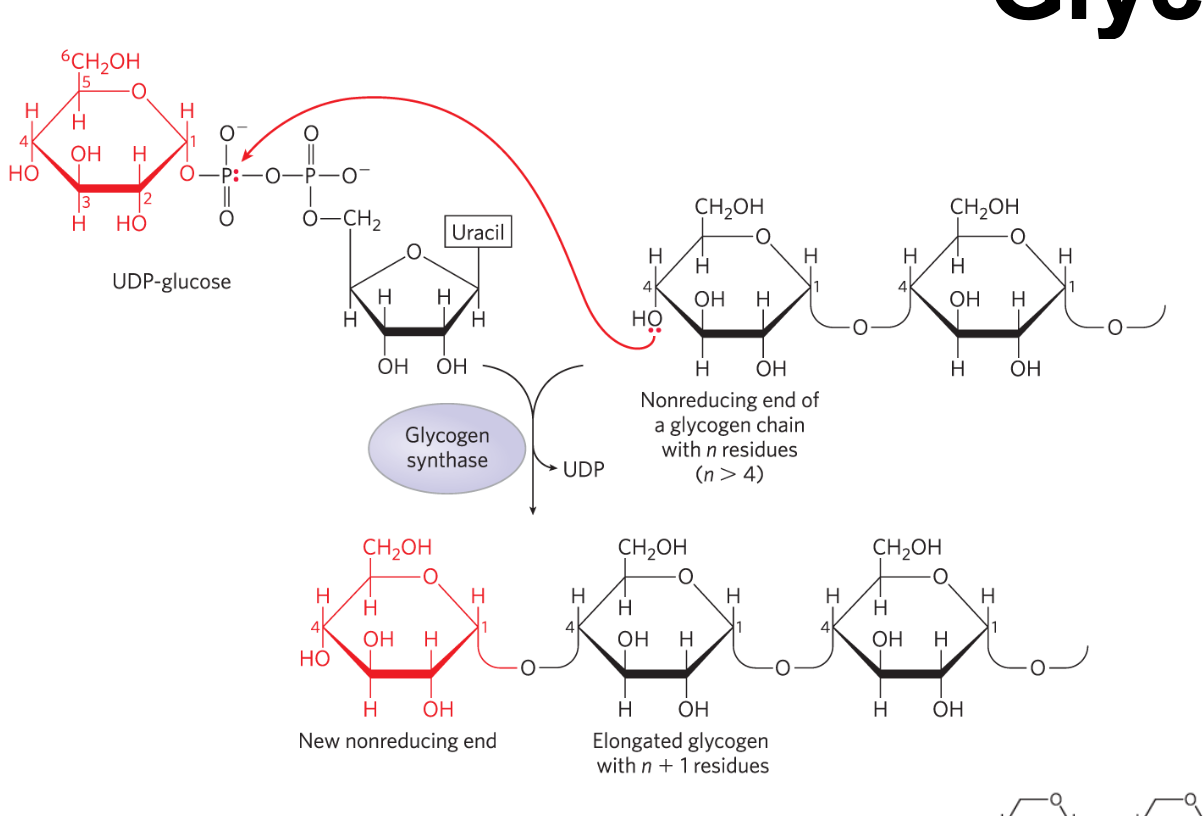 glycogen synthase
