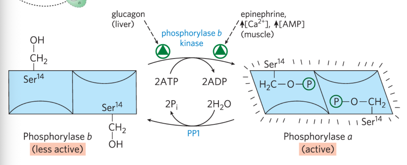 phosphorylase b kinase