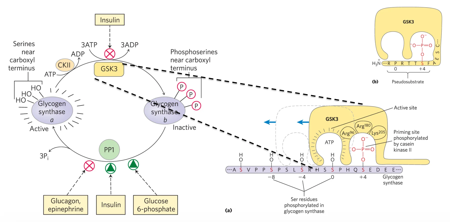 GSK3