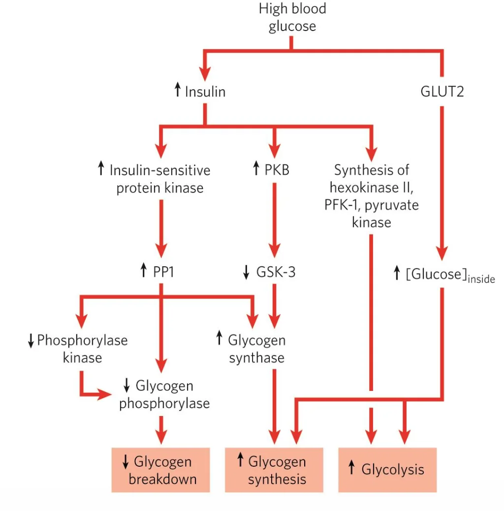 Glycogen breadown