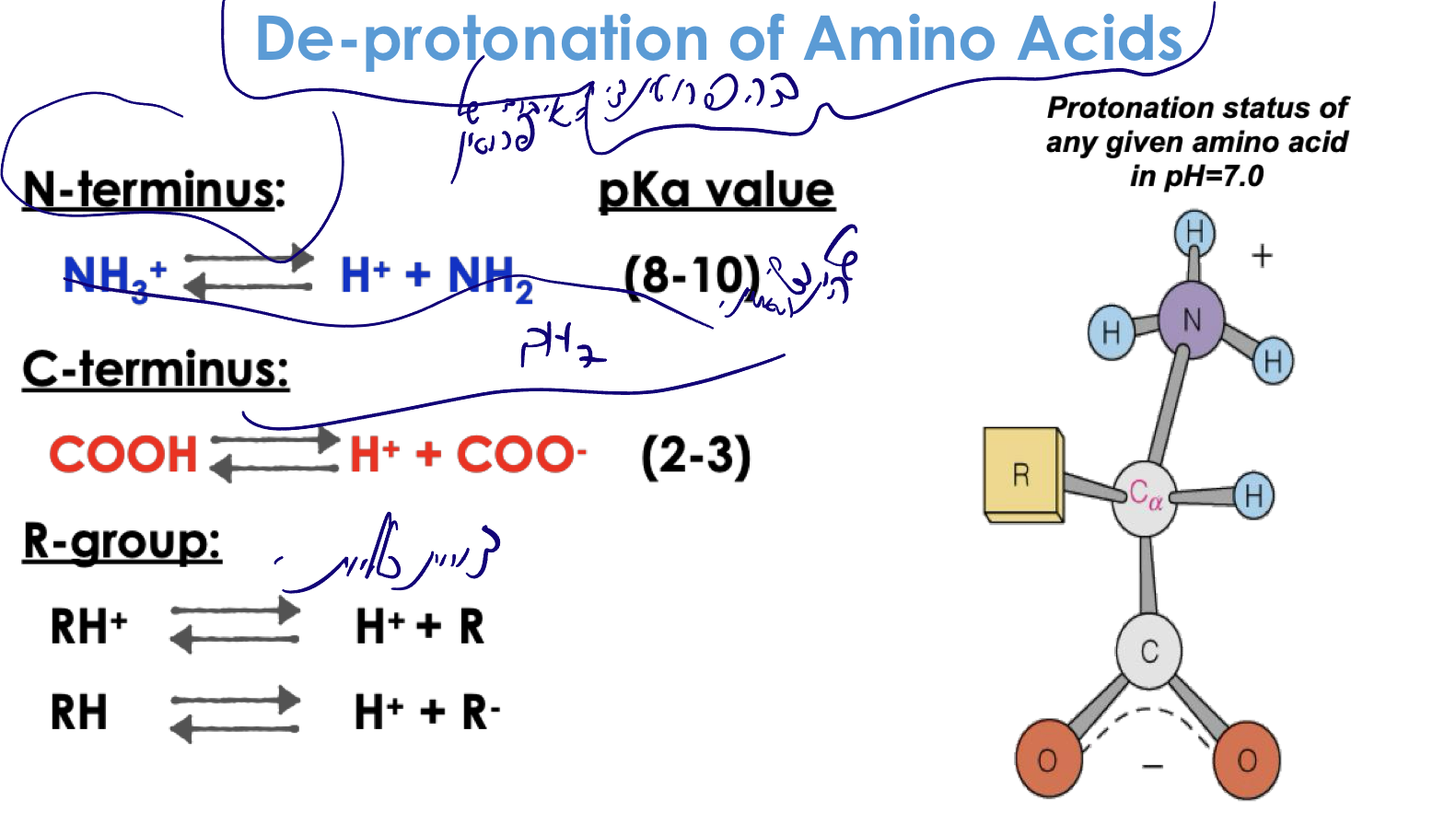 De-protonation of Amino Acids