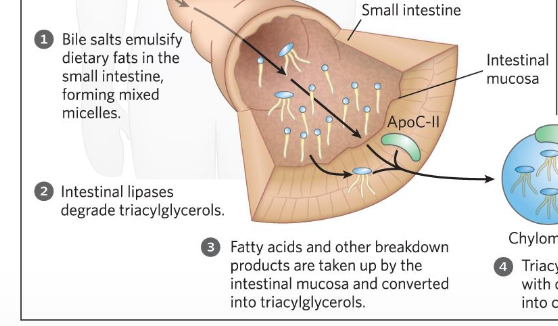 מונו גליצרידים דופן מעי