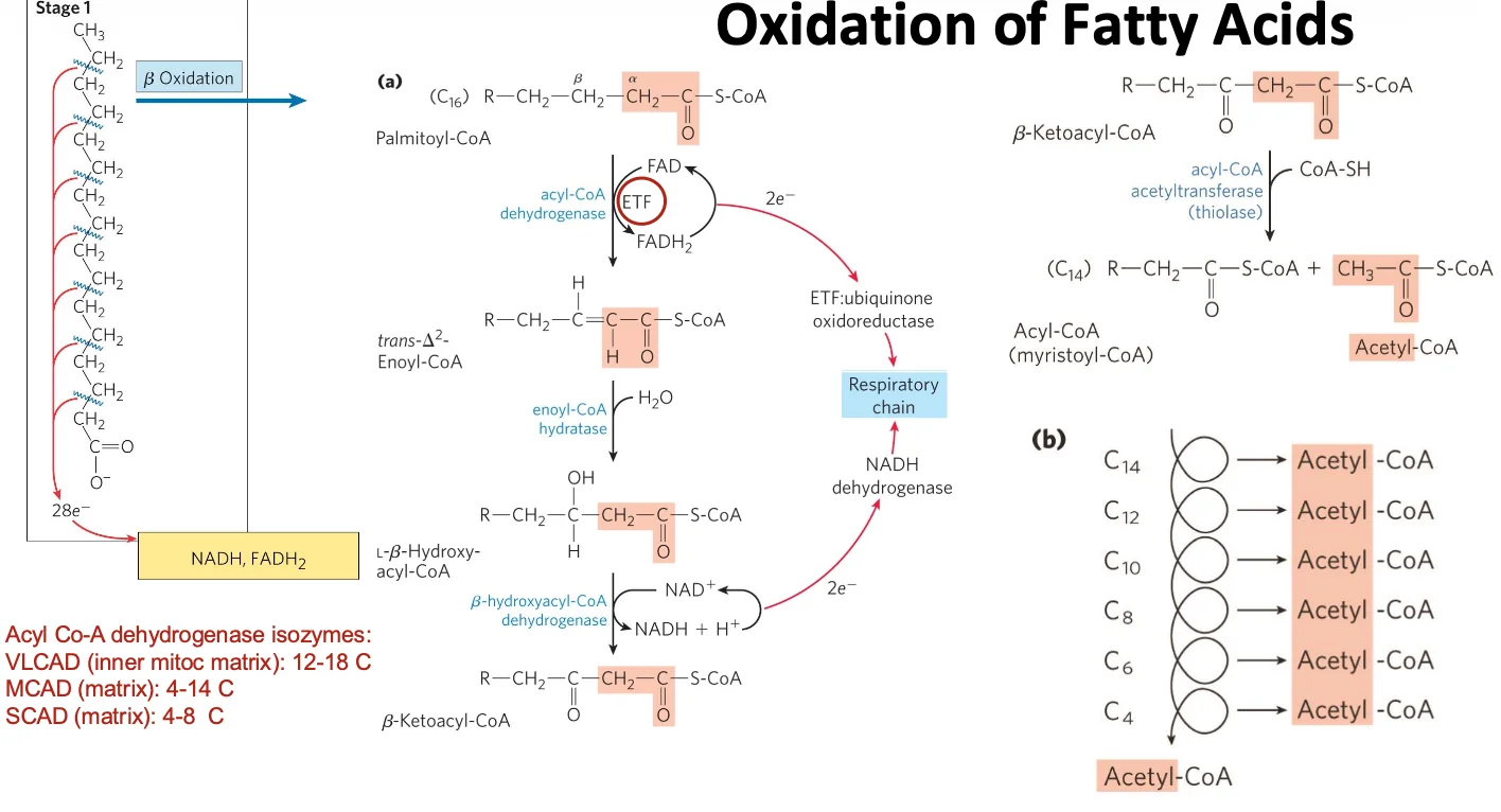 Oxidation of Fatty Acids