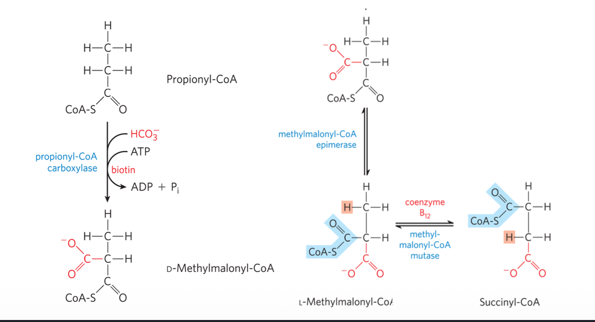 Odd-Number of Fatty Acids