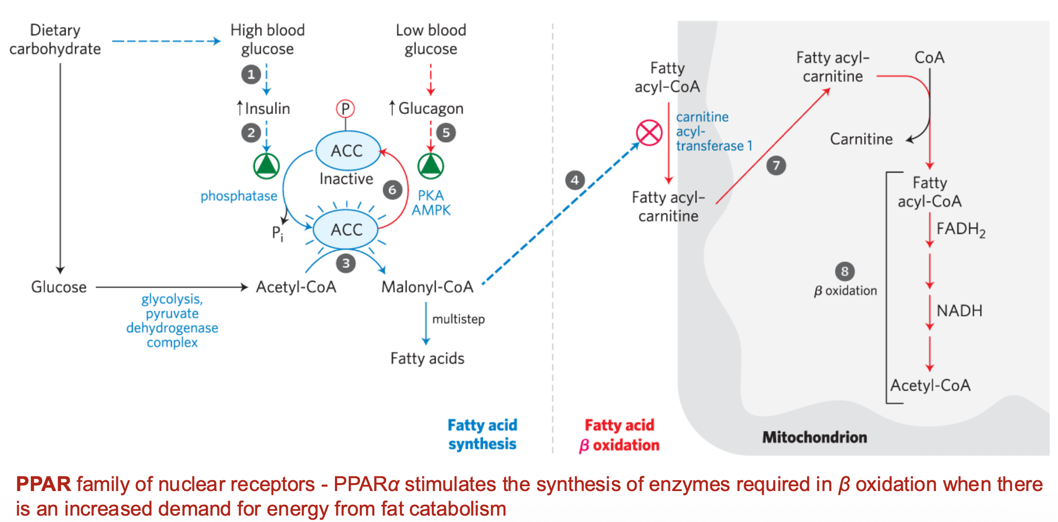 Fatty Acid oxidation