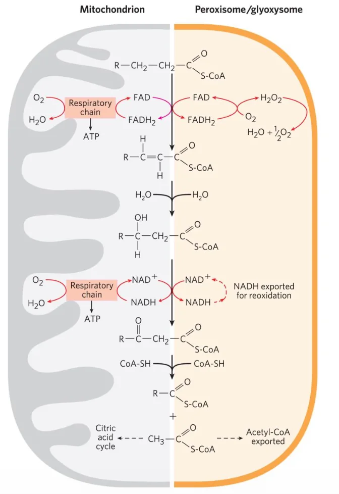 Peroxisome/glyoxysome