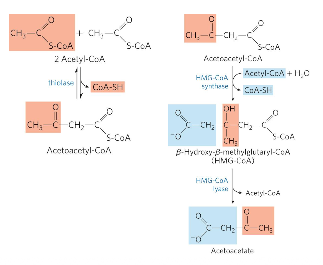 thiolase