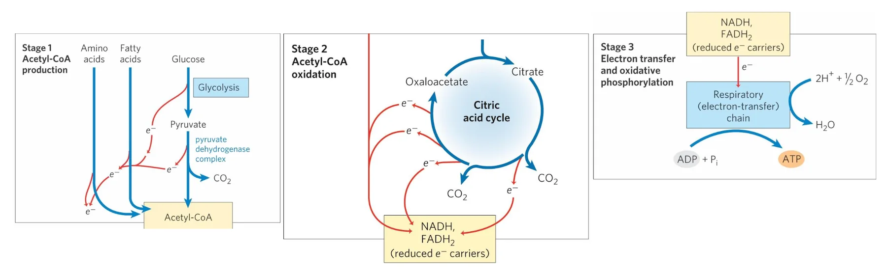 Amino Oxidation