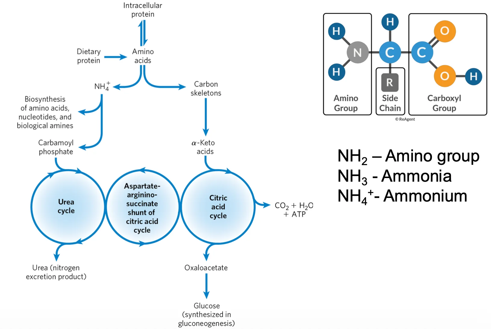 Urea etc