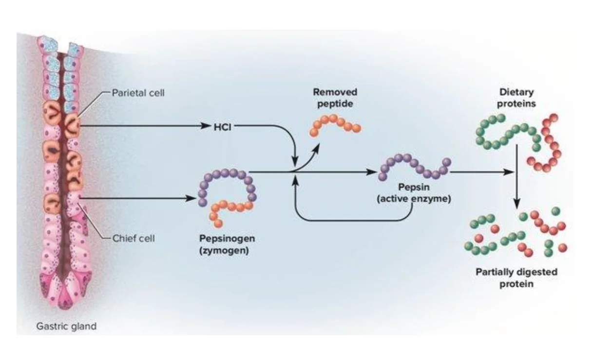 Zymogen