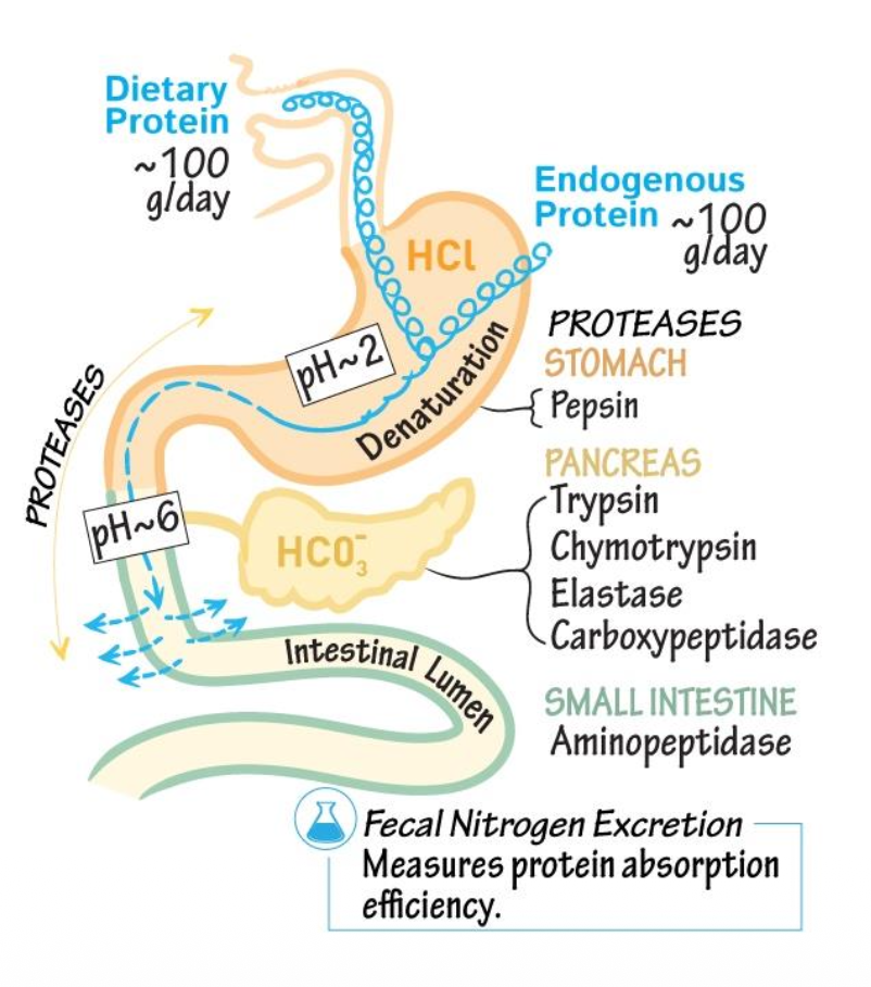 Facel nitrogen excretion