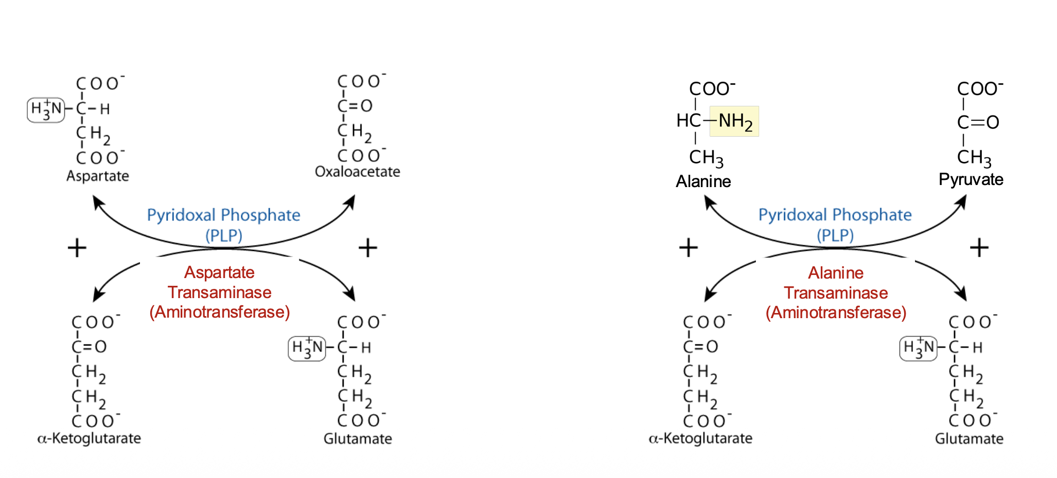 Transamination - Example