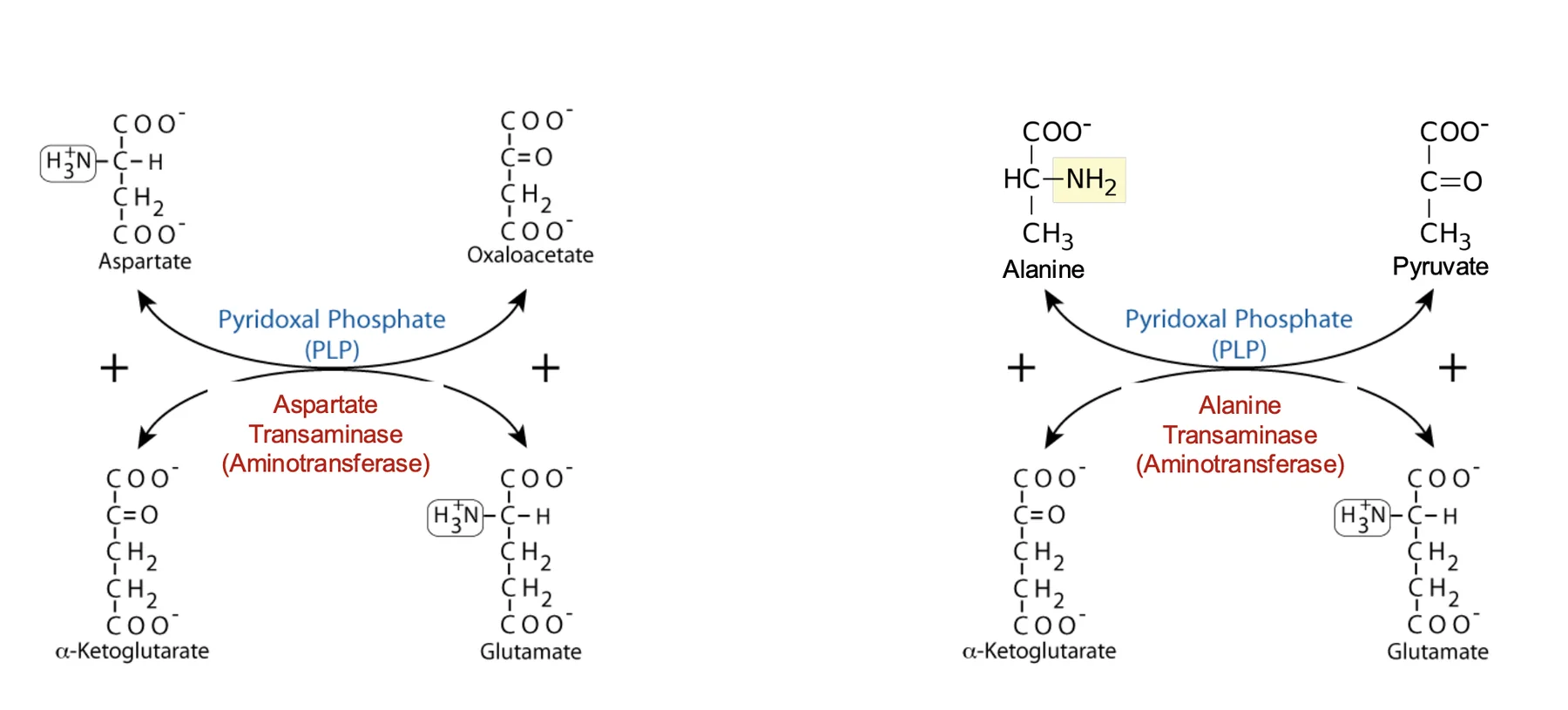 Transamination - Example