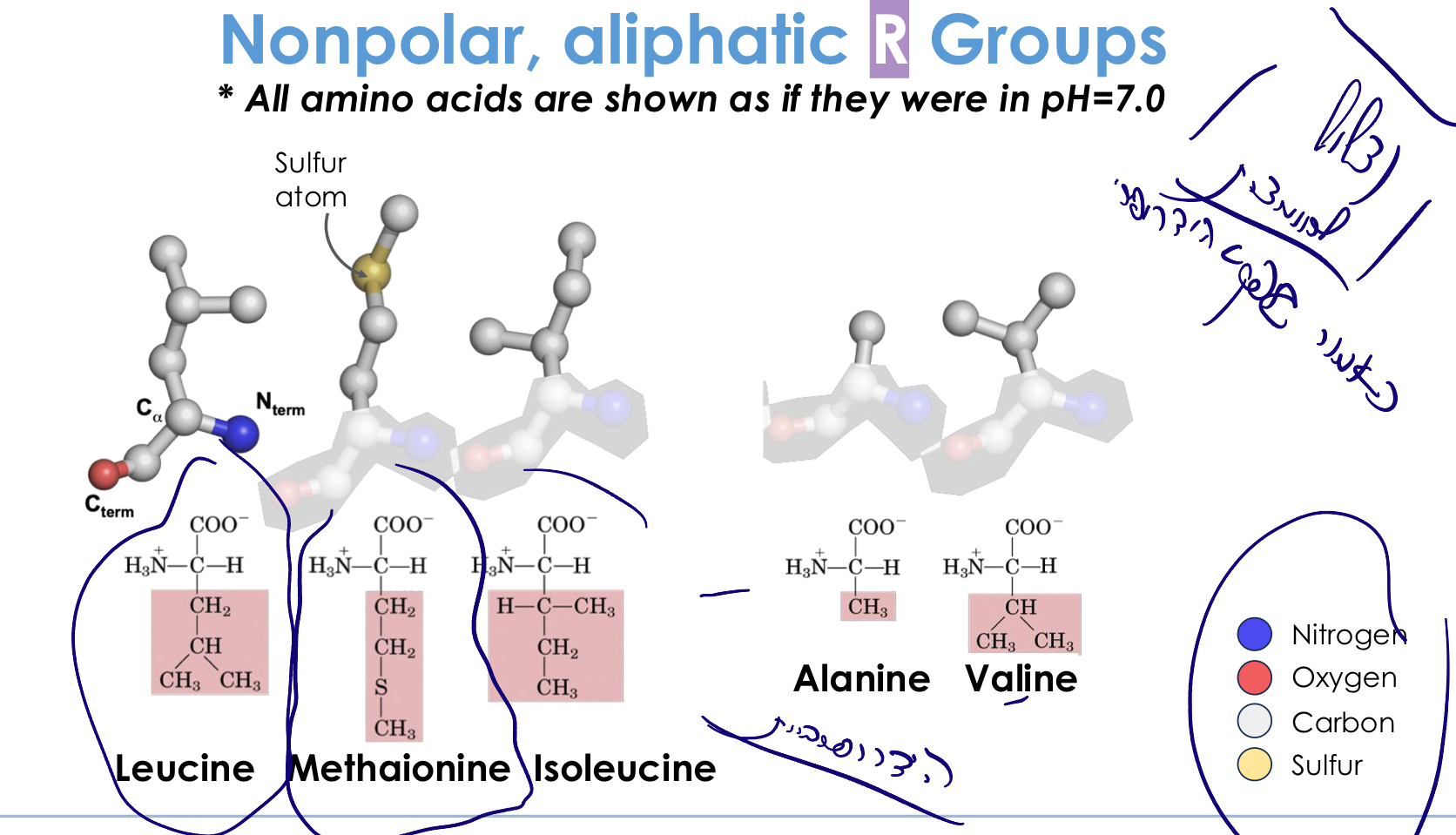 Nonpolar, aliphatic R Groups