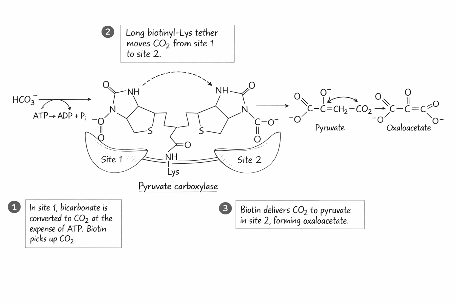 Pyruvate Carboxylase