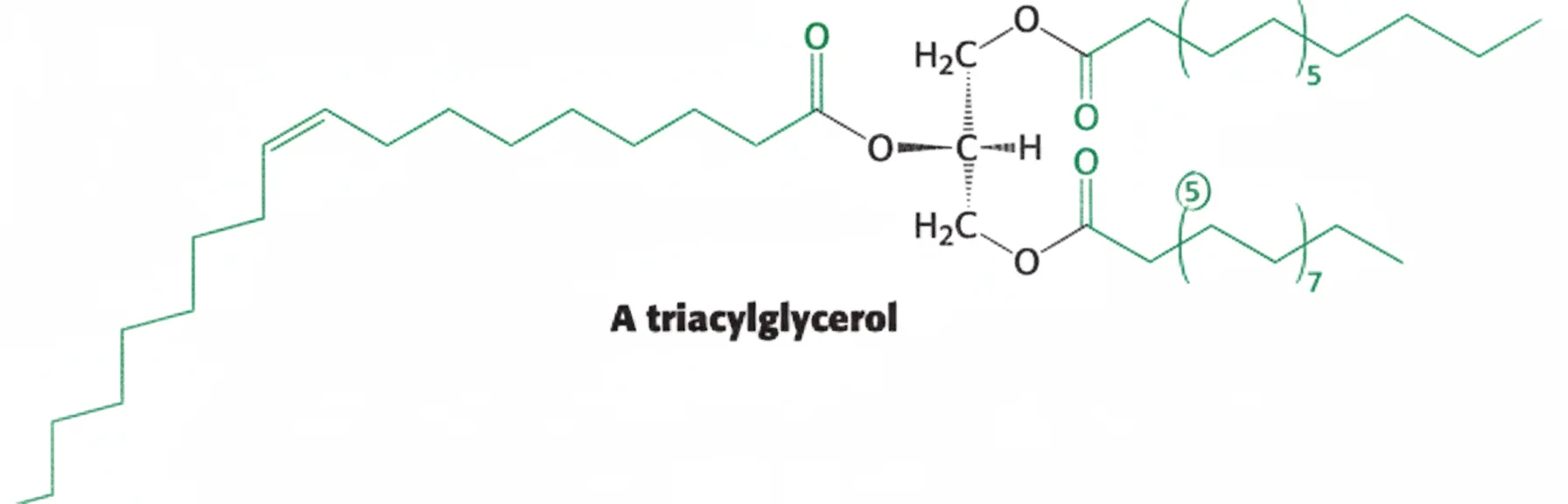 A Triacylglycerol
