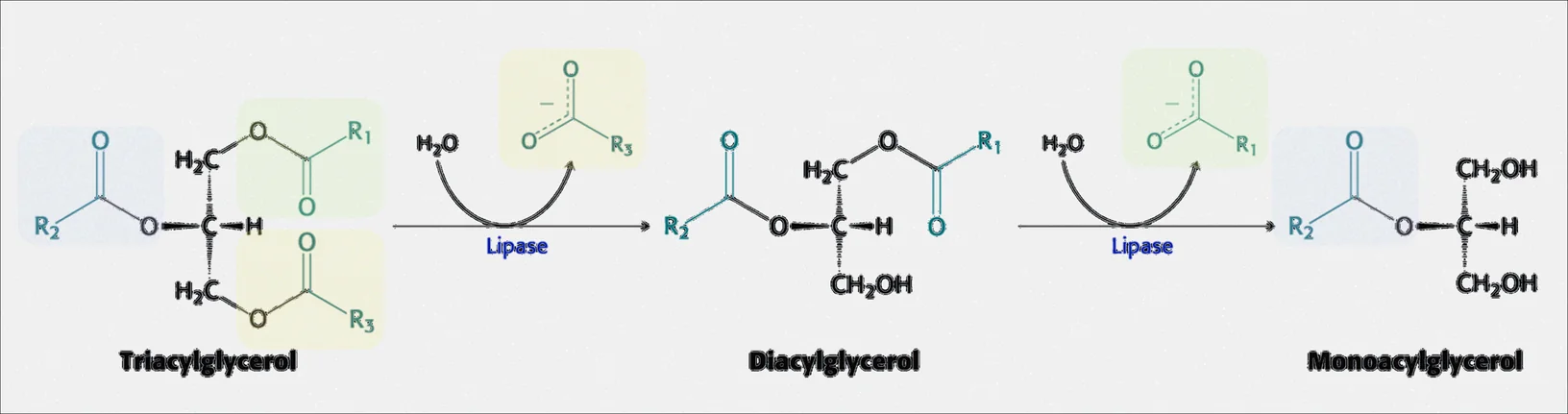 Lipase