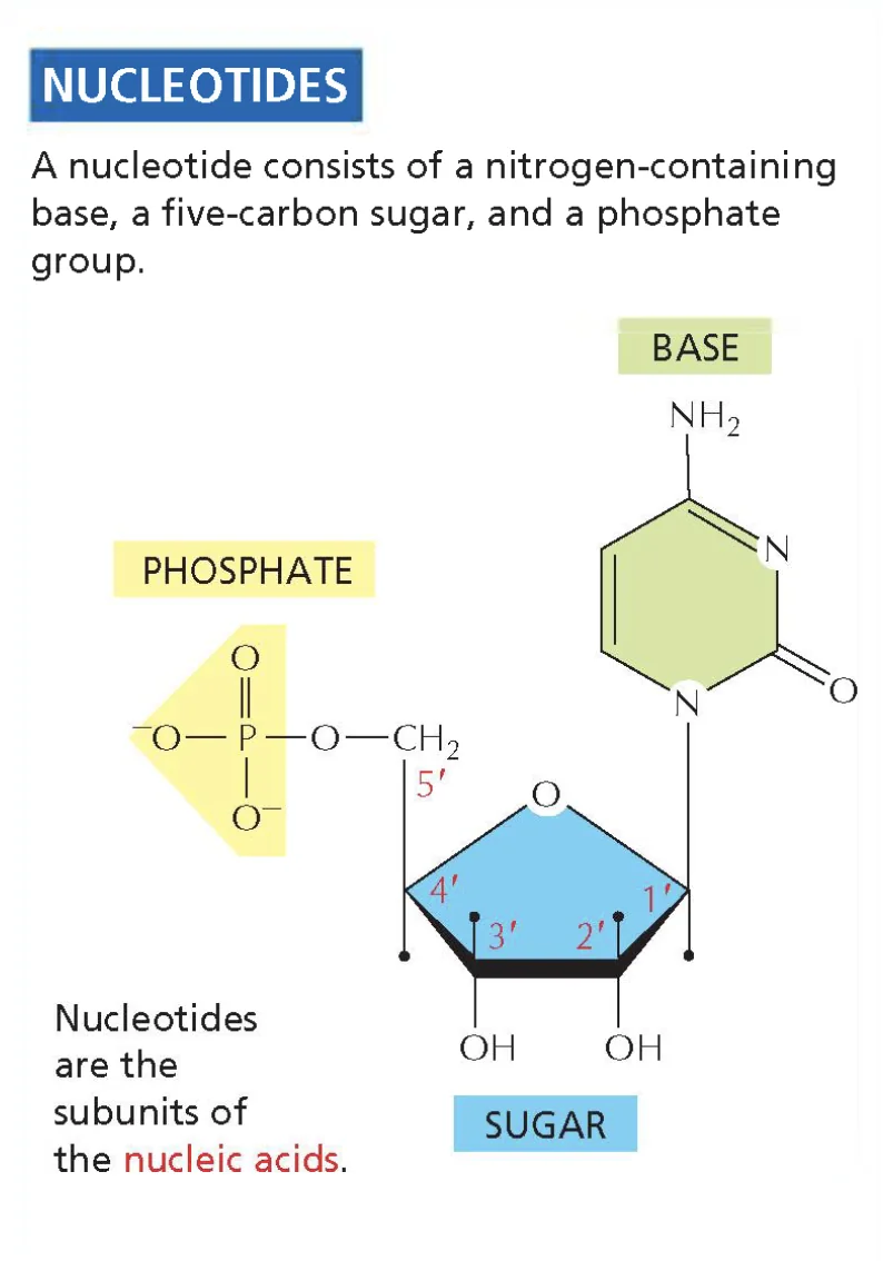 nucliotide