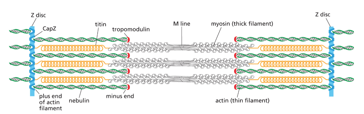 MYOSIN AND ACTIN