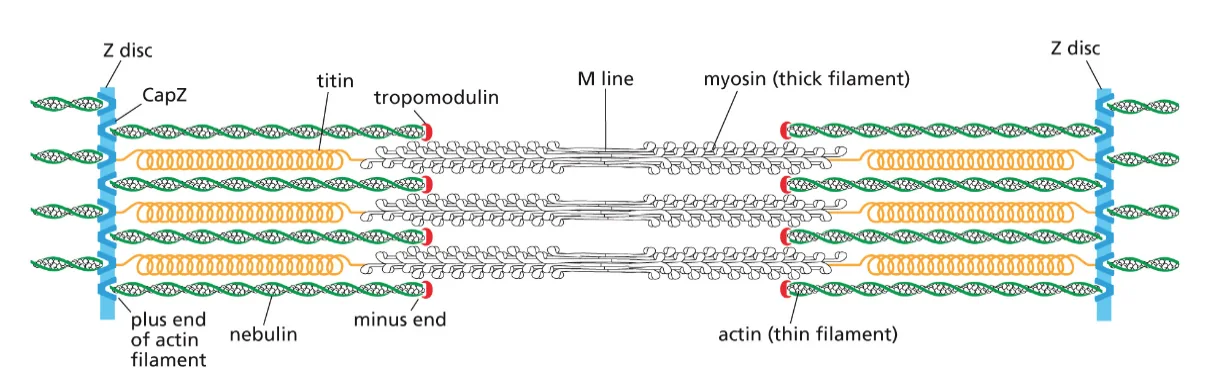 MYOSIN AND ACTIN