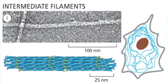 Intermediate Filaments