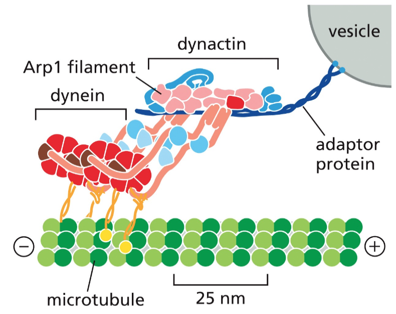 dynein