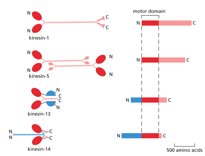 kinesin