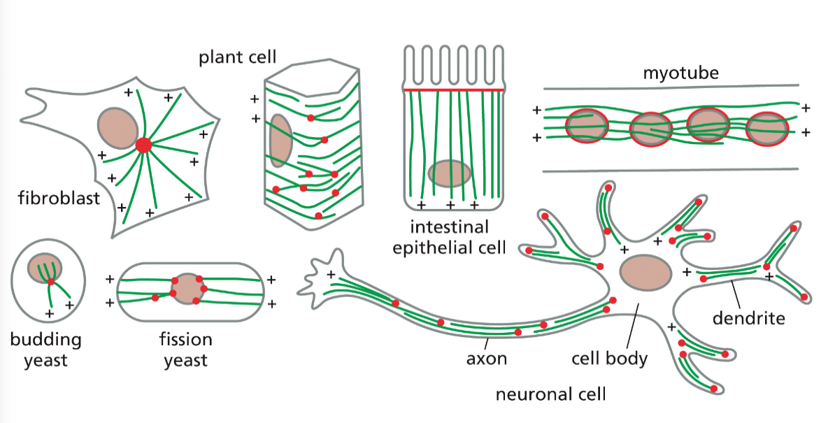 MICROTUBULES