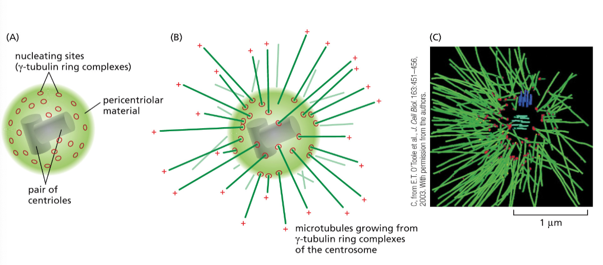 Centrosome