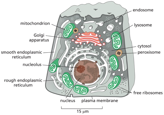 COMPARTMENTILIZATION